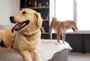 Como Criar Cachorro em Apartamento