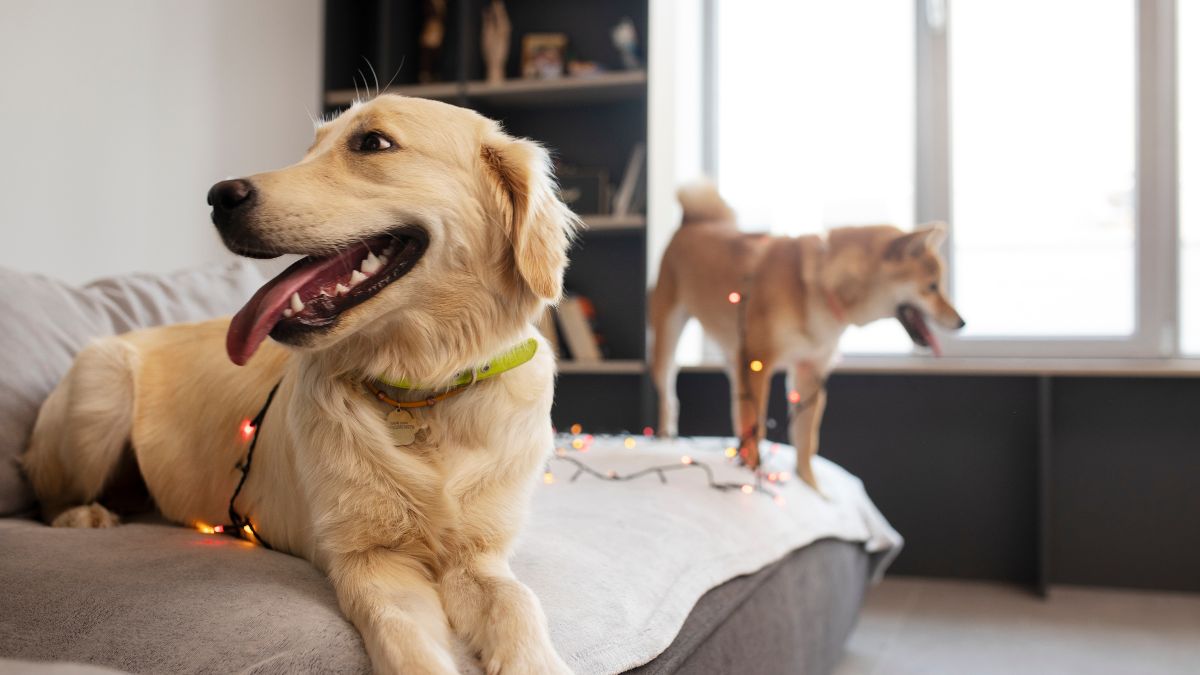 Como Criar Cachorro em Apartamento