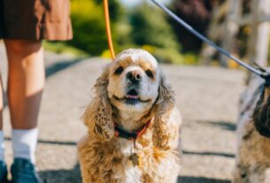 Como Passear com o Cachorro