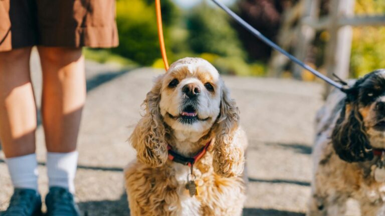 Como Passear com o Cachorro