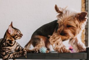 Cuidados Diários com Pets