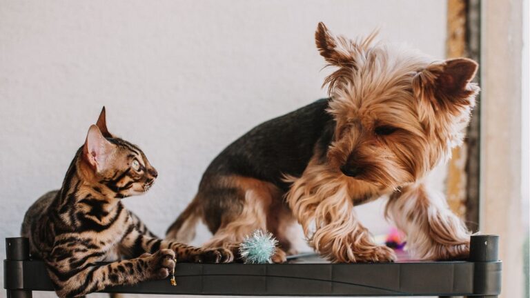 Cuidados Diários com Pets