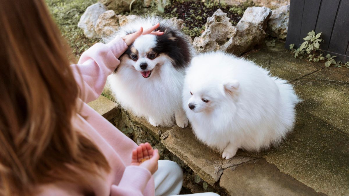 Melhores Raças de Cachorro Para Apartamento