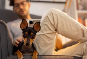 Raças de Cachorro para Apartamento