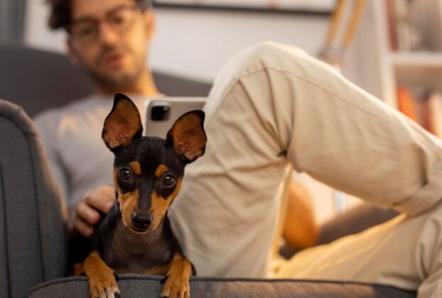 Raças de Cachorro para Apartamento