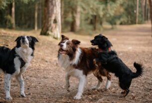 cães mais inteligentes