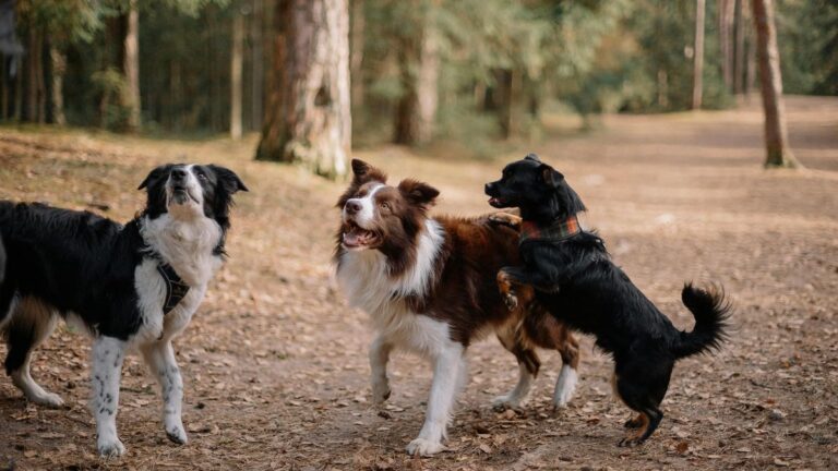 cães mais inteligentes