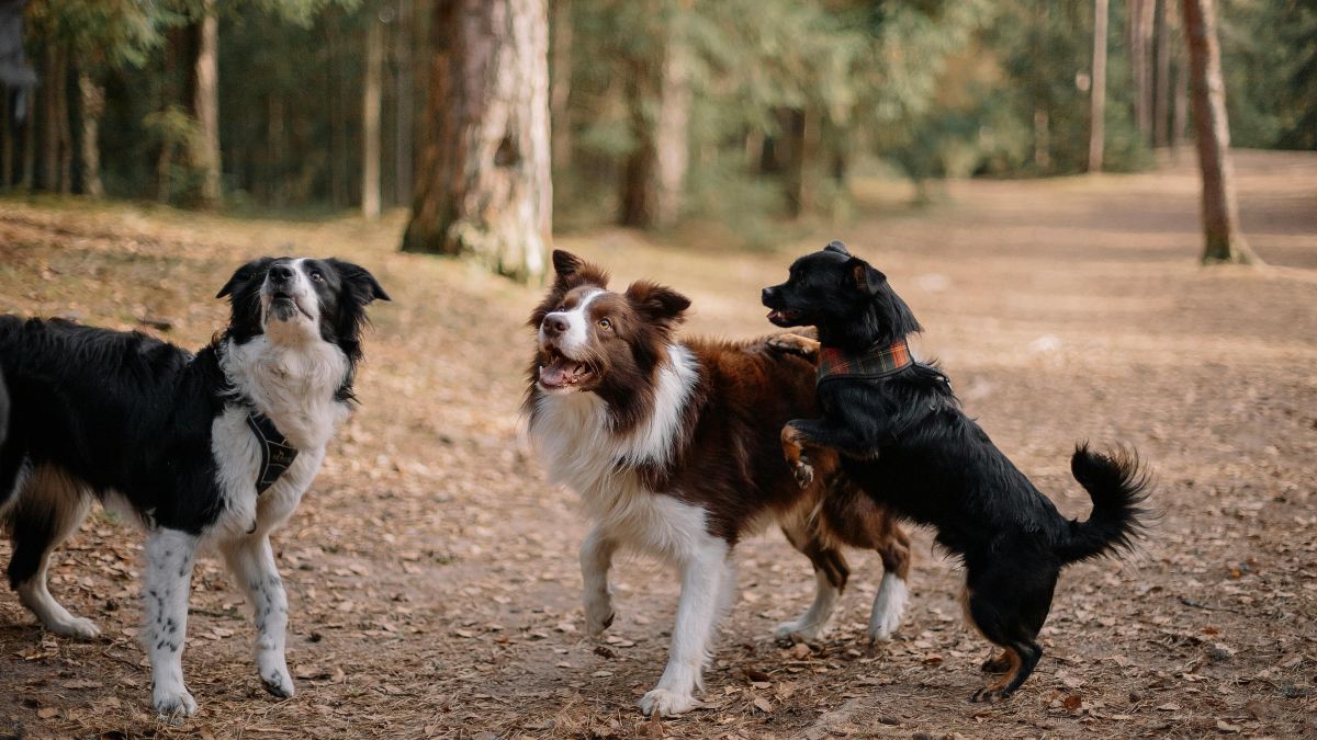 cães mais inteligentes