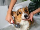 Como dar banho em cachorro