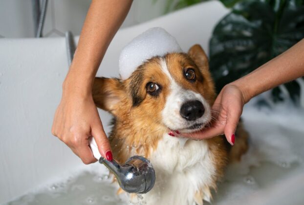 Como dar banho em cachorro