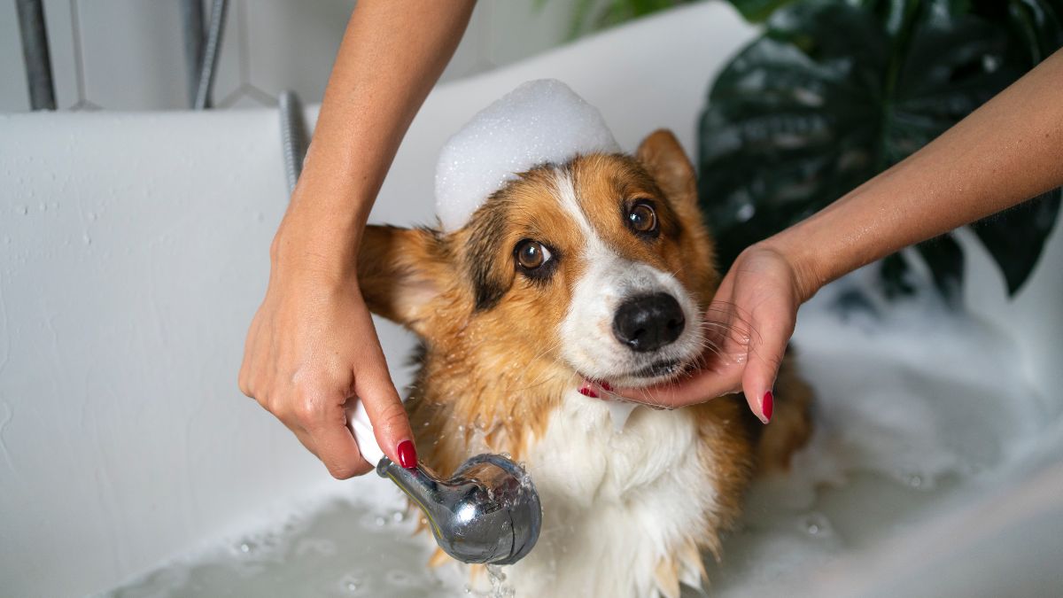 Como dar banho em cachorro