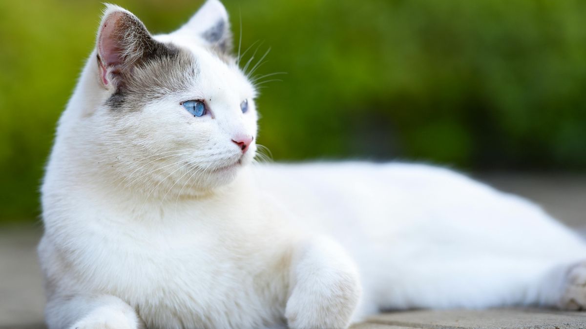 Como escolher entre raças grandes e peludas