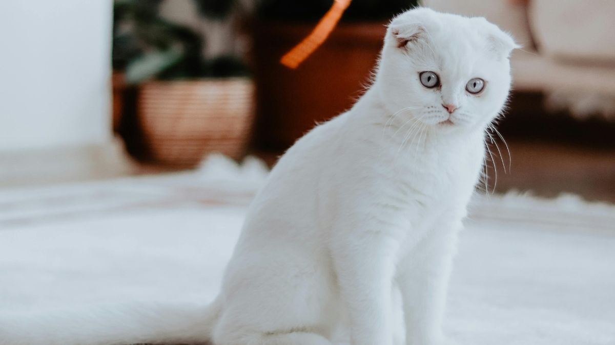 Cuidados essenciais com gatos de pequeno porte