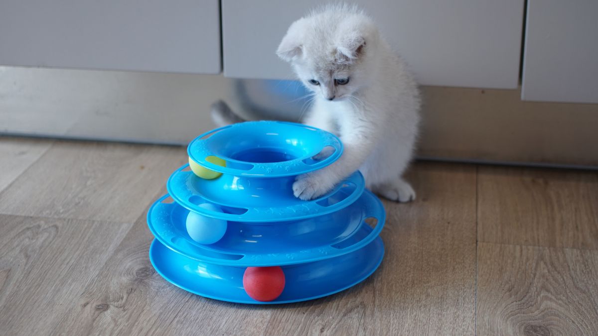 O que são brinquedos interativos para gatos