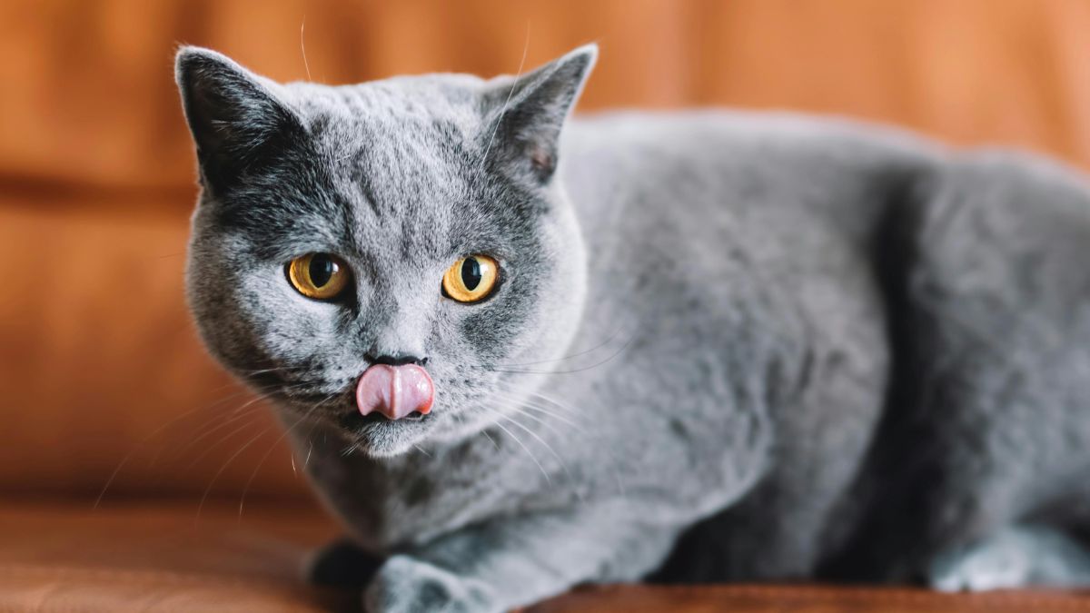 Principais raças de gatos pequenos