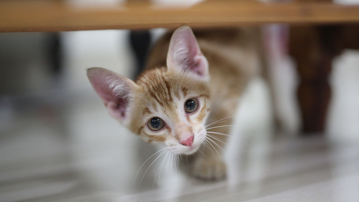 Raça de gatos pequenos
