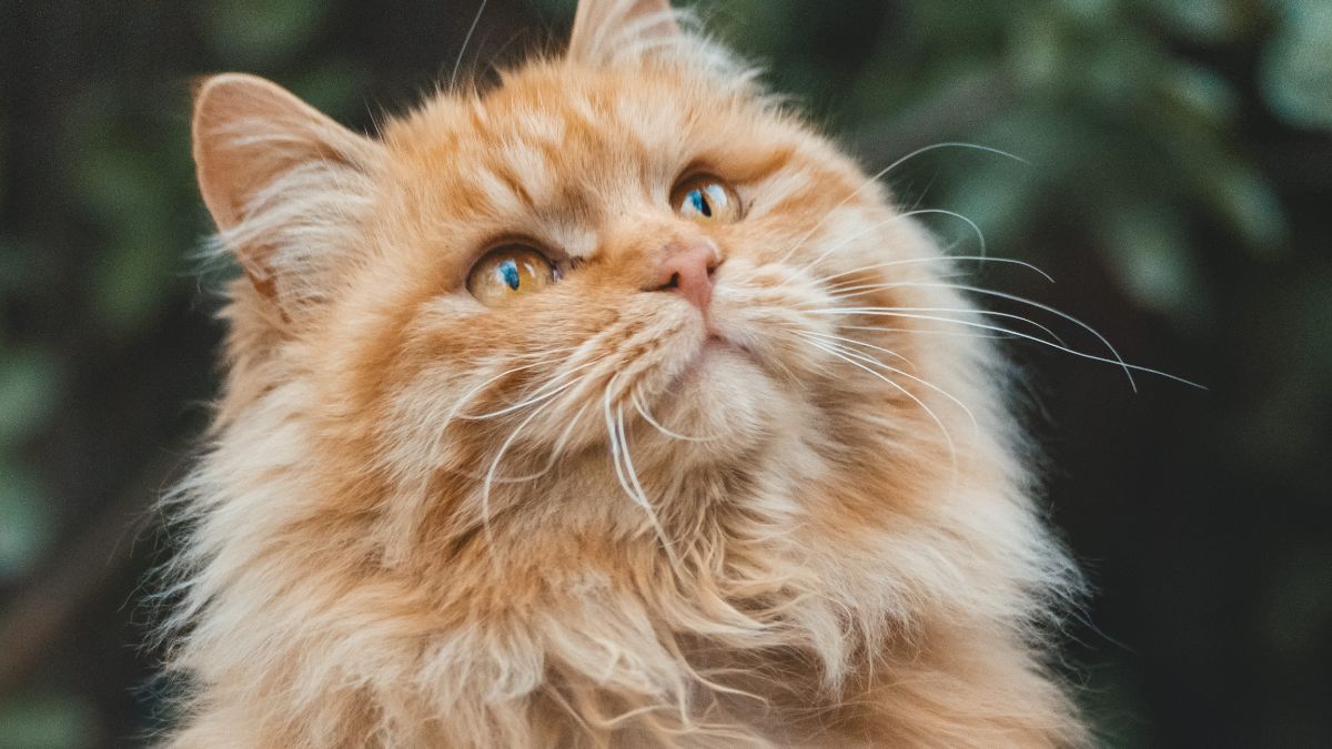 Raças de Gato Grande e Peludo