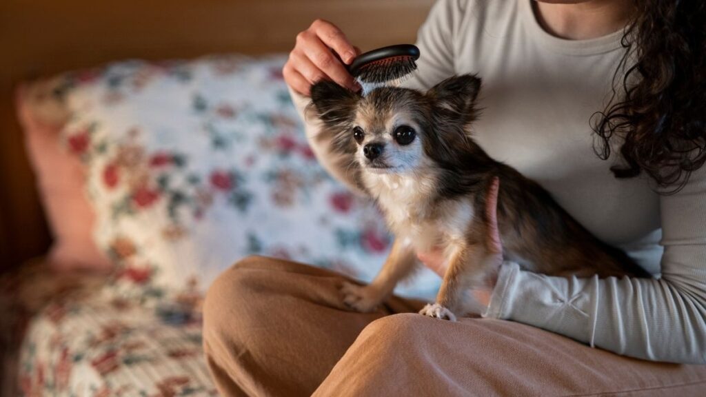 Cuidados essenciais com cães que não soltam pelo