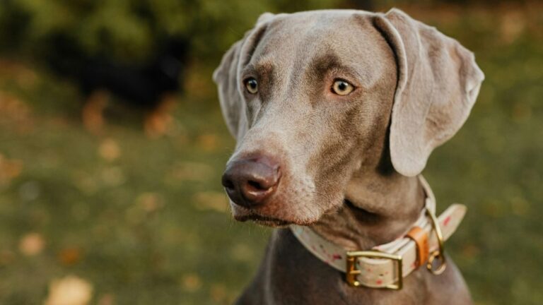 Raças de Cachorro que Não Soltam Pelo