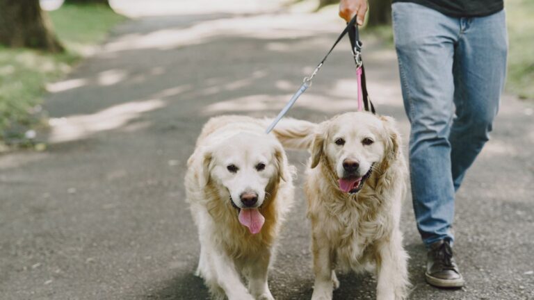 Raças de Cães Guia
